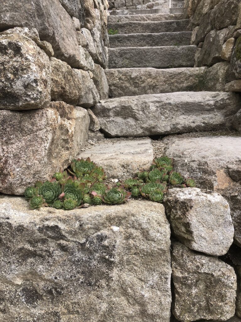 Escalier en pierre sèche reliant les terrasses à Riotord