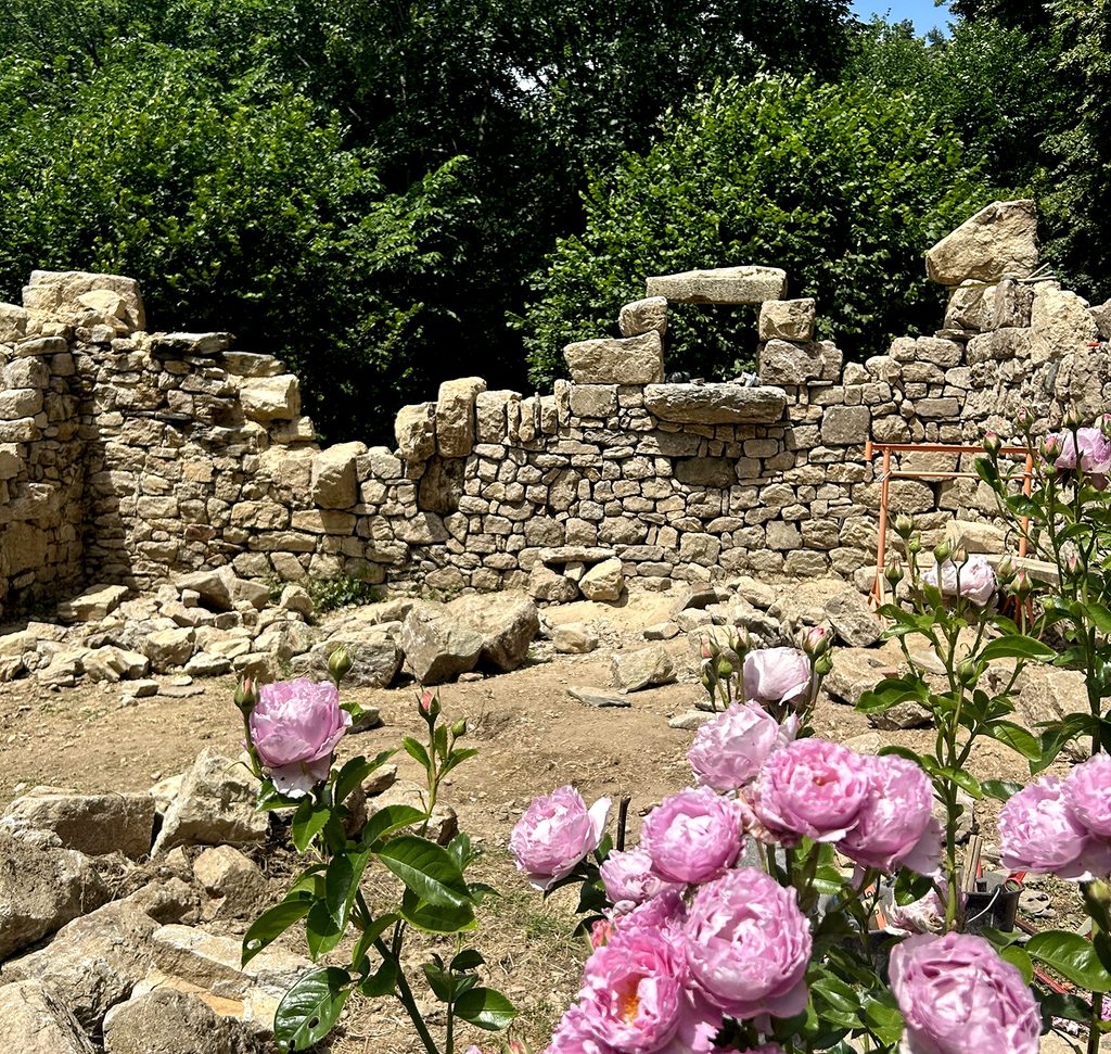 Roseraie devant la ruine en pierre sèche en cours de restauration aux Jardins Marcon